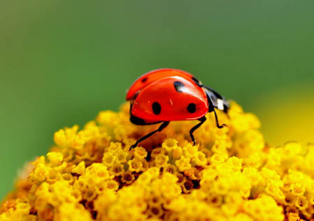 昆虫能看得见颜色、闻得到气味和听得到声音吗