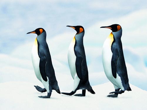 为什么企鹅们以一列纵队行走