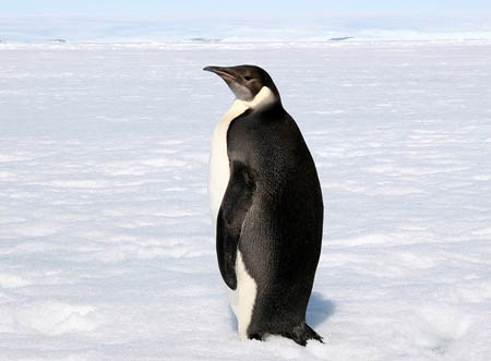 雄帝企鹅连续几个月不吃东西是怎么活下来的
