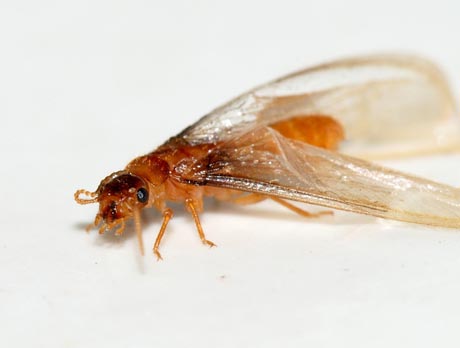 白蚁其实是蟑螂的亲戚吗