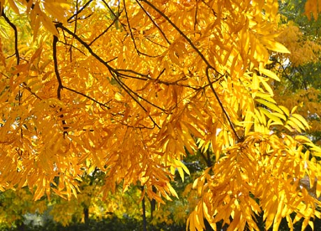 秋天树叶为什么会变黄