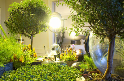 室内的光线也可以有助于植物生长