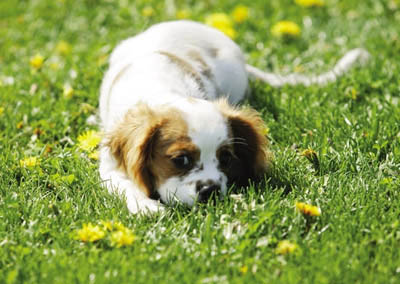 为什么狗有时候会吃草—治疗身体疾病
