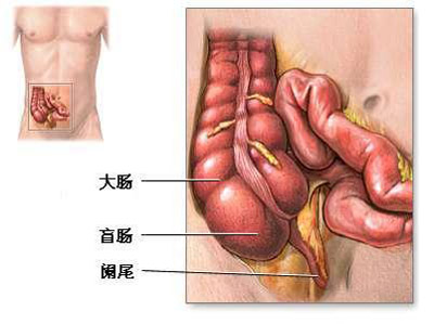阑尾有什么作用 并非完全没用