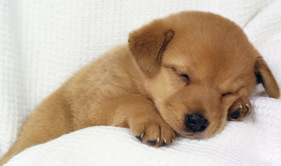为什么狗在睡觉前先要紧紧蜷缩成一团