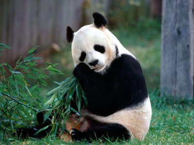 人们对大熊猫的五个误解 好斗且不懒