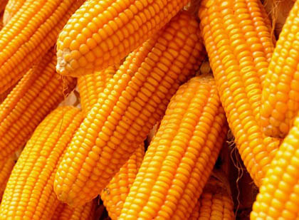 【辟谣】转基因玉米惹的“祸”