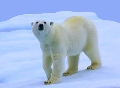 北极熊在冰上走为什么不会滑倒