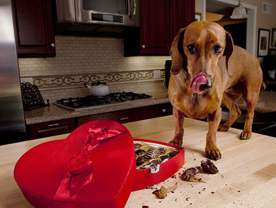 狗不可以吃巧克力 会中毒甚至致命