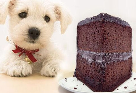 狗吃巧克力会死掉吗