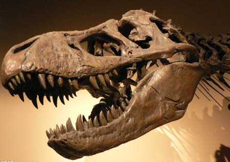是谁最早发现了恐龙化石 恐龙化石怎么发现的
