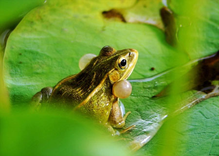 青蛙寿命长达百万年之谜