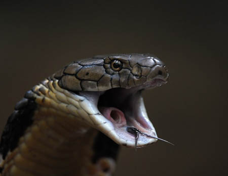 毒眼镜蛇如果咬到自己的舌头会怎样