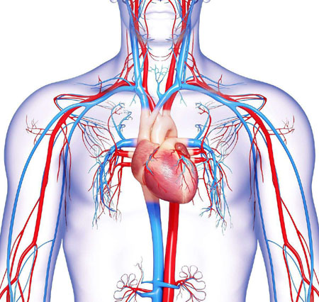 人体大动脉血管分布图图片