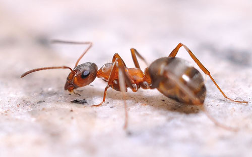酸味可驱蚂蚁吗