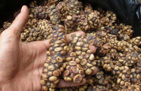 麝香猫咖啡：世界上最稀有的“咖啡”