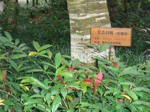 见血封喉(箭毒木)：世界上最毒的树