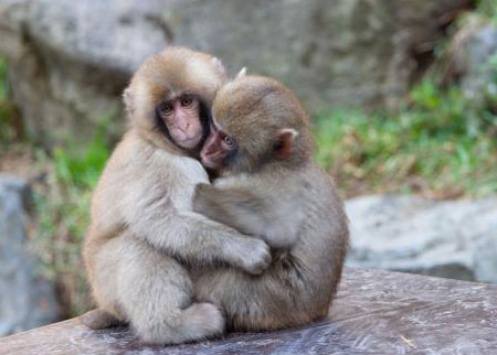 猴子也有同性恋