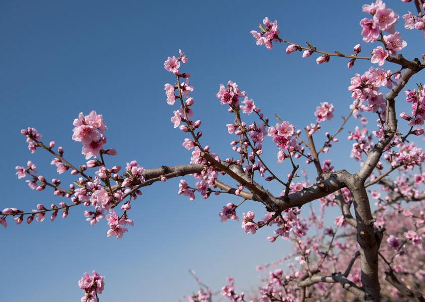 为什么有的植物会“有花而无叶”