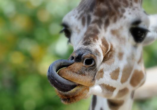 长颈鹿的舌头能够舔到耳朵