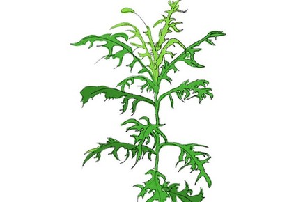 “指南草”“指南树” 植物也能指示方向
