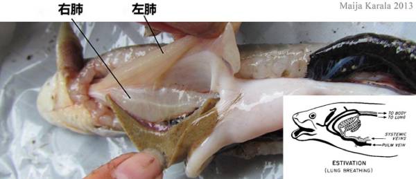 离开水也能存活的鱼是如何呼吸的