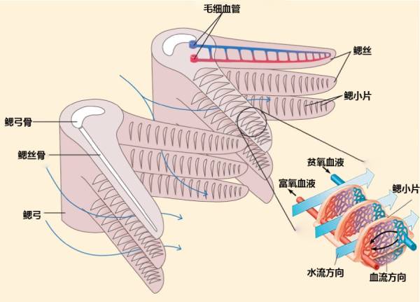 离开水也能存活的鱼是如何呼吸的