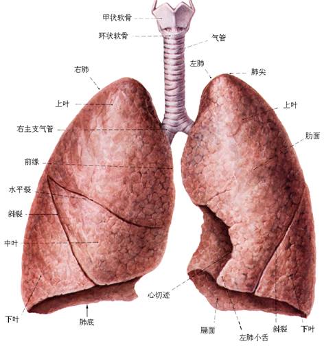 胸腔和肺的示意图图片