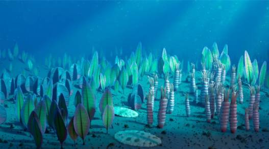 人体中仍有5.55亿年前的海洋生物基因