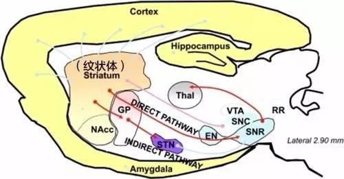 为什么游泳学会了就不会忘记？程序性记忆的储存作用