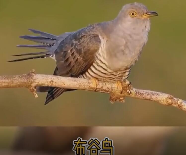 山草鸡鸟的叫声大全图片