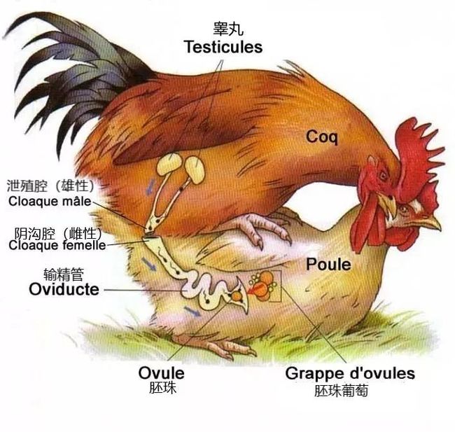 公鸡没有丁丁如何进行交配繁殖