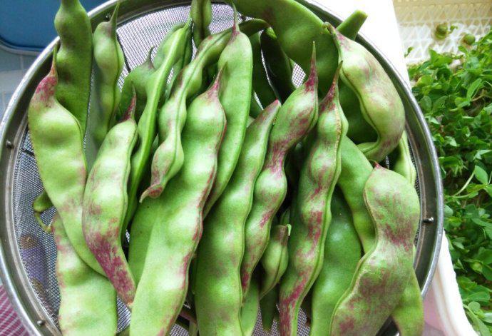 【辟谣】油豆角热量高不能吃？