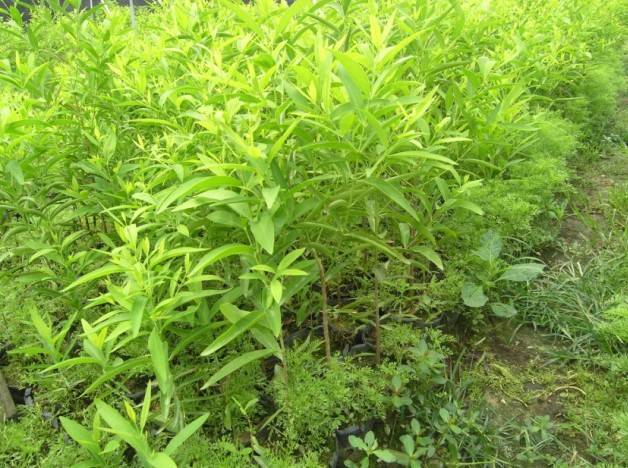 为什么檀香树旁要种别的植物