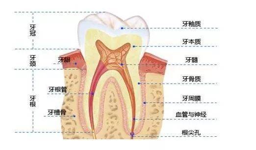 人体最坚硬的组织存是什么