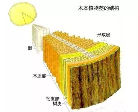 竹子为什么长不粗只长高
