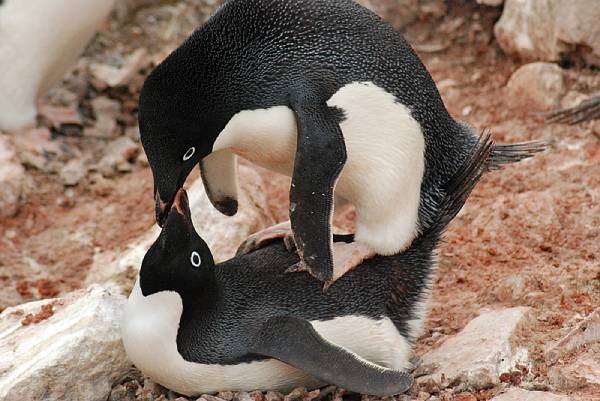 企鹅是如何求偶与交配的