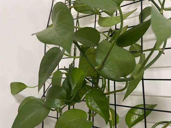 为什么植物会散发气味
