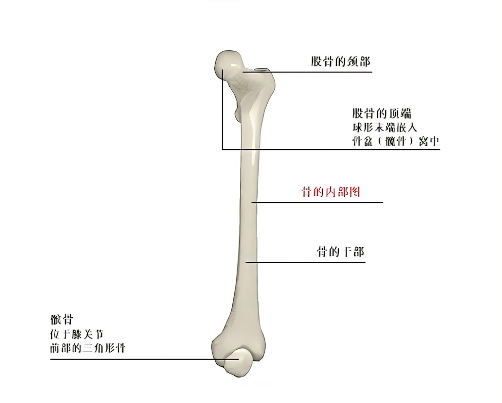人体最小的骨头图片