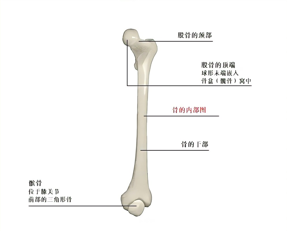 人最大和最小的骨头分别是什么