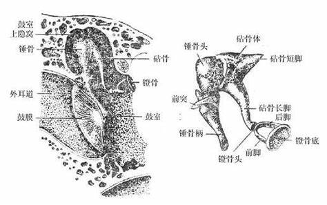 人最大和最小的骨头分别是什么