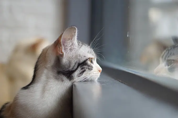 猫咪为什么总是望向窗外
