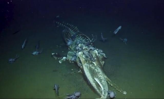 什么是鲸落 为何称之为深海生命的绿洲