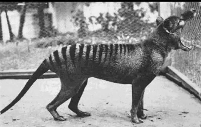 1933年，袋狼的最后一张照片，这个物种现已灭绝