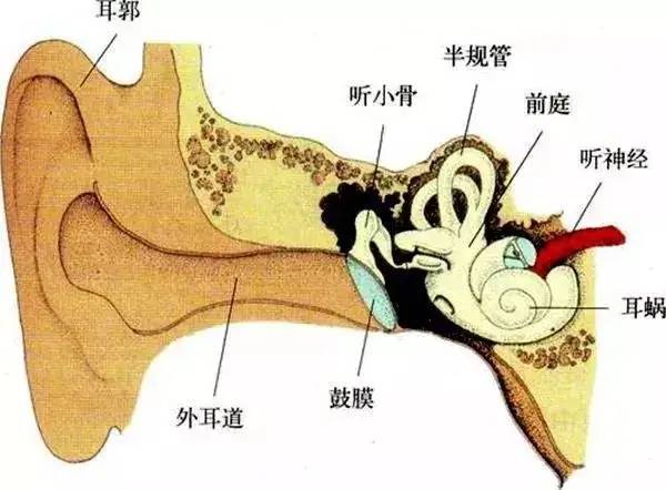 耳朵能帮助人保持平衡