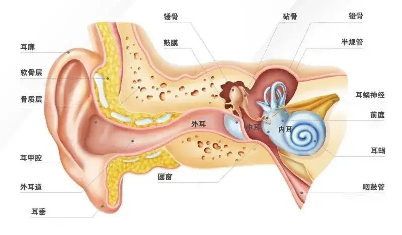 为什么耳朵可以听到声音