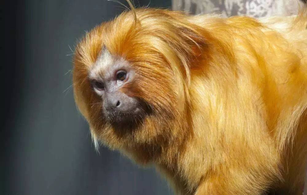 猴子和猿的区别是什么 如何区分猴子和猿