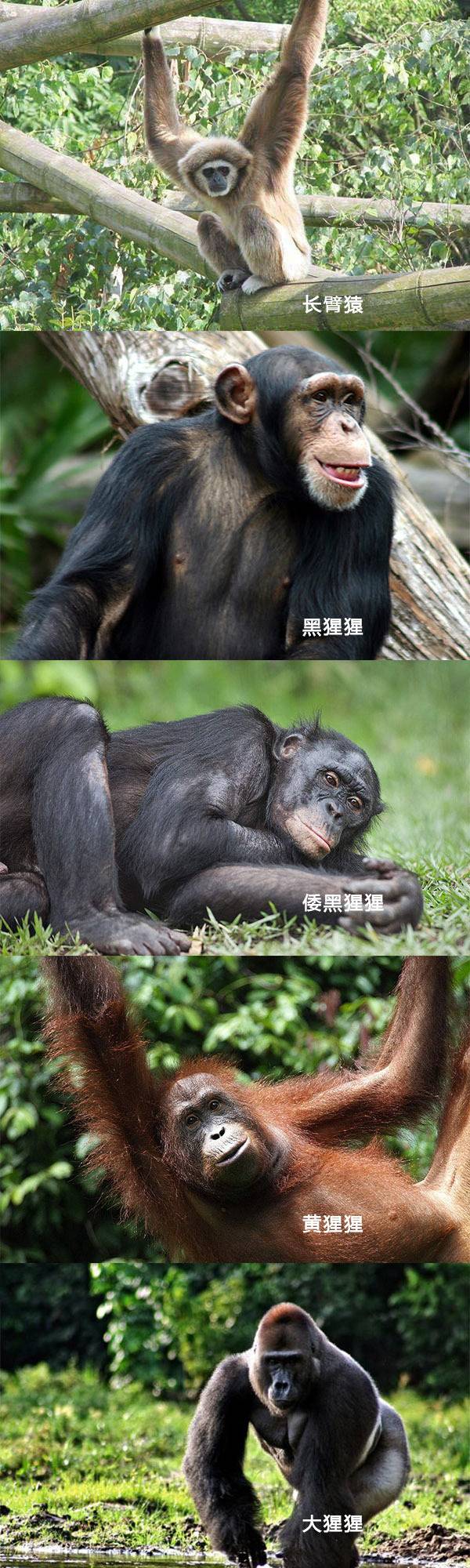 猴子和猿的区别是什么 如何区分猴子和猿