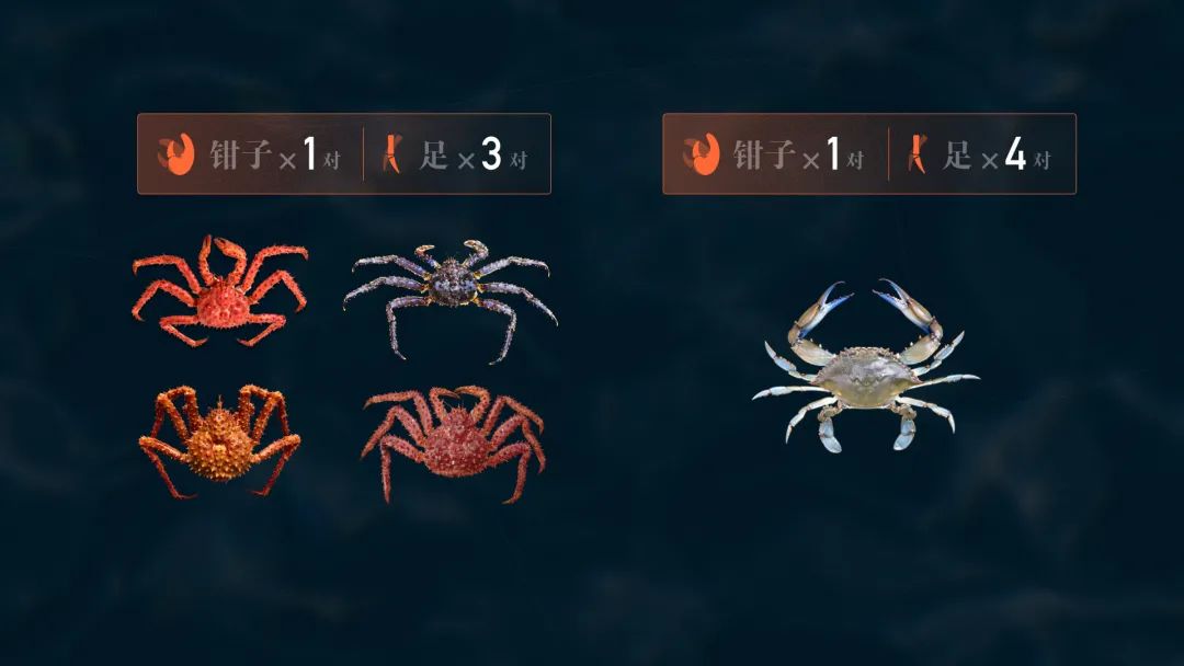 帝王蟹到底为什么这么贵