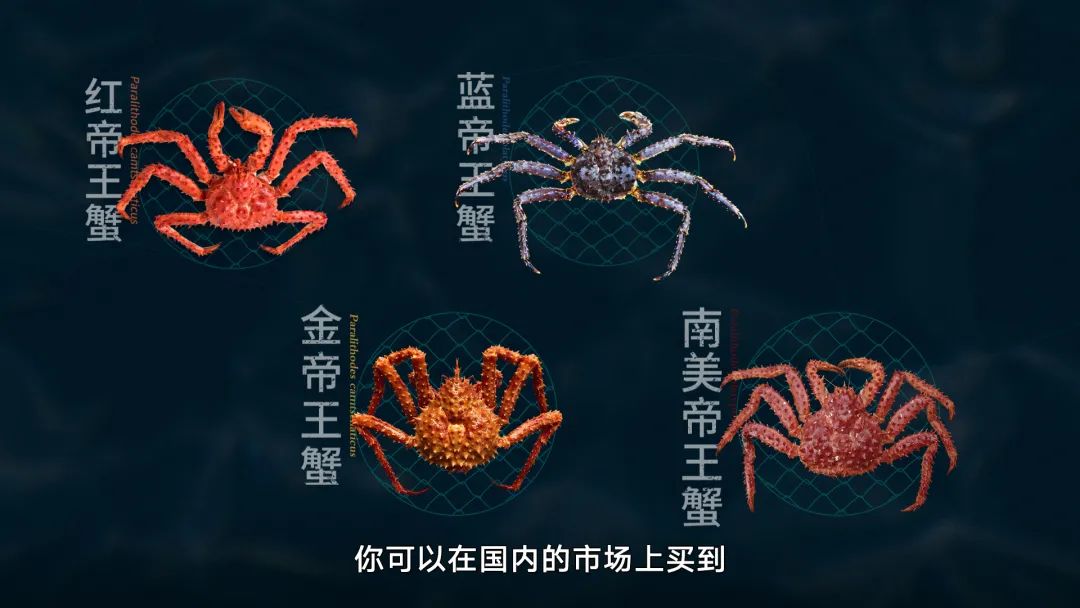 帝王蟹到底为什么这么贵